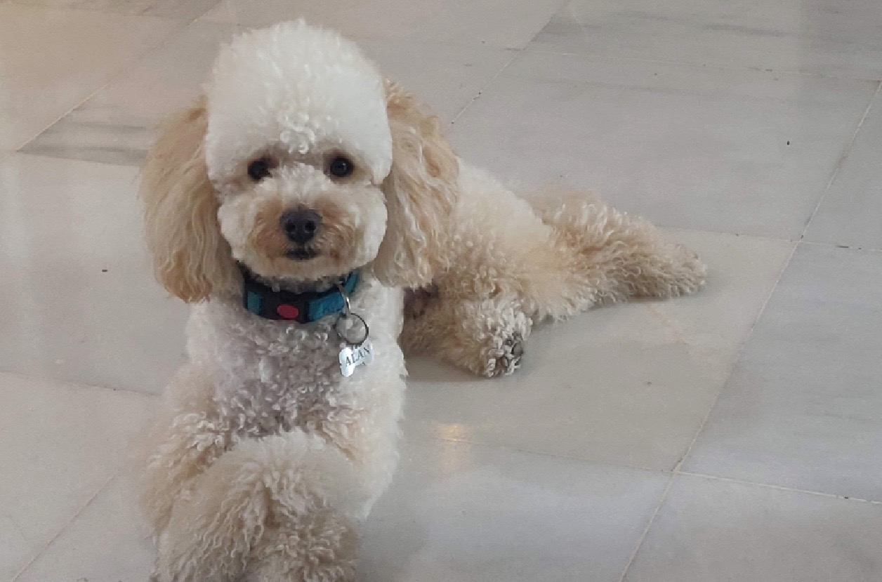 Caniche blanco macho tumbado posando