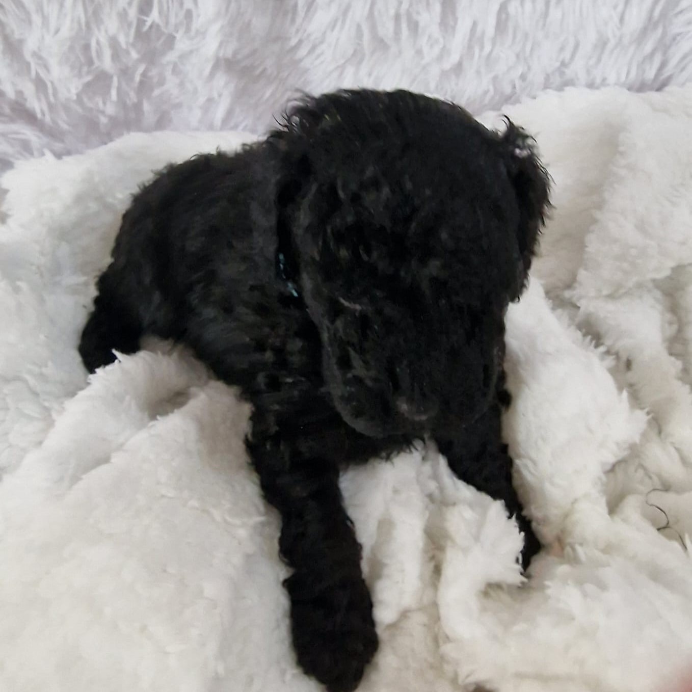 Caniche cachorro negro acostado