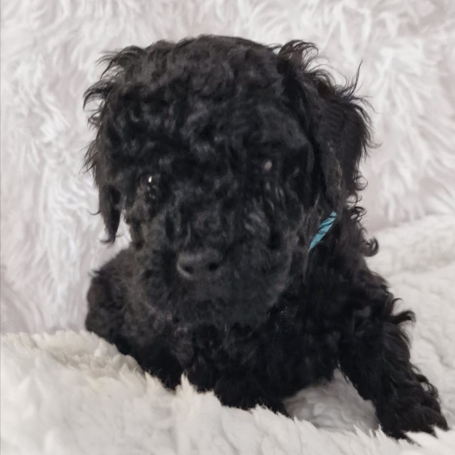 Caniche cachorro negro acostado mirando a la cámara