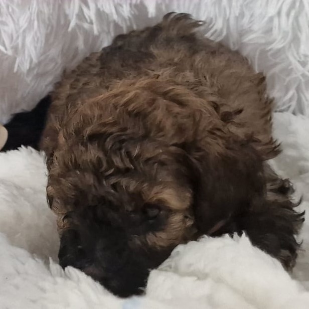 Caniche cachorro brownie acostado mirando a la cámara