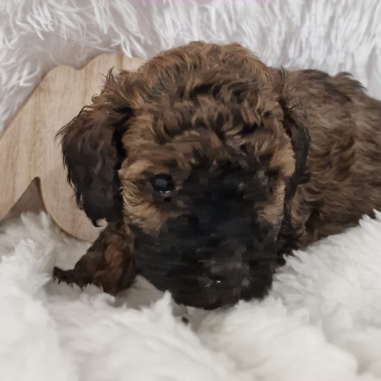Caniche cachorro marrón acostado mirando a la cámara