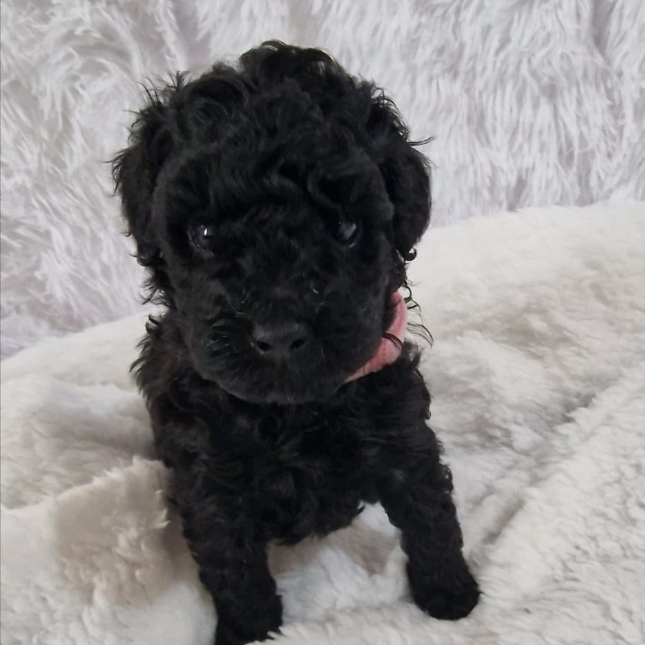 Caniche cachorro negro recostado mirando a la cámara
