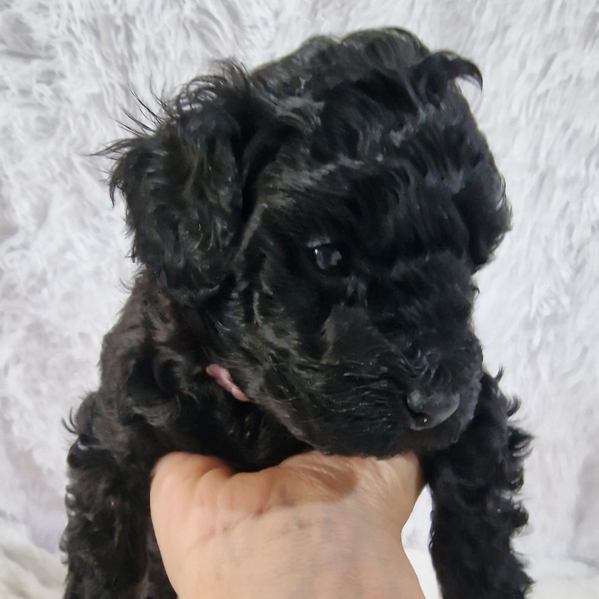 Caniche cachorro negro acostado sostenido por una mano