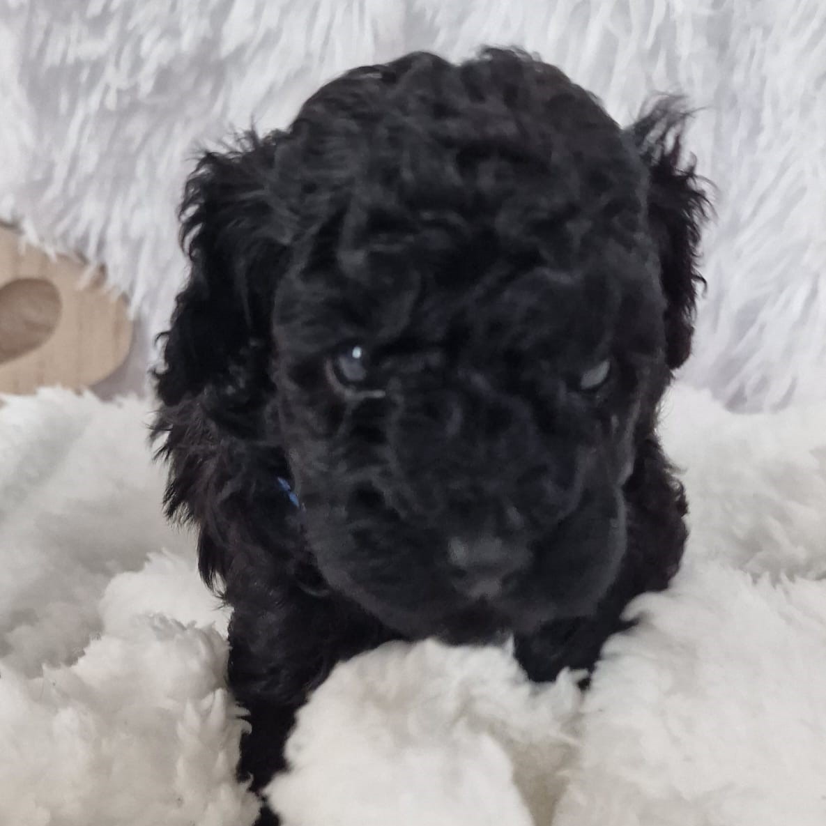 Caniche cachorro negro acostado mirando a la cámara