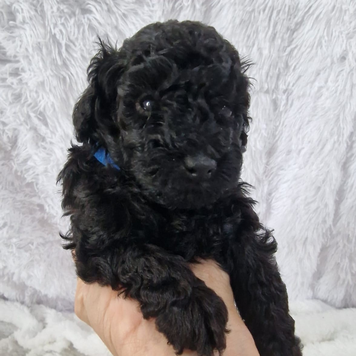 Caniche cachorro de color negro