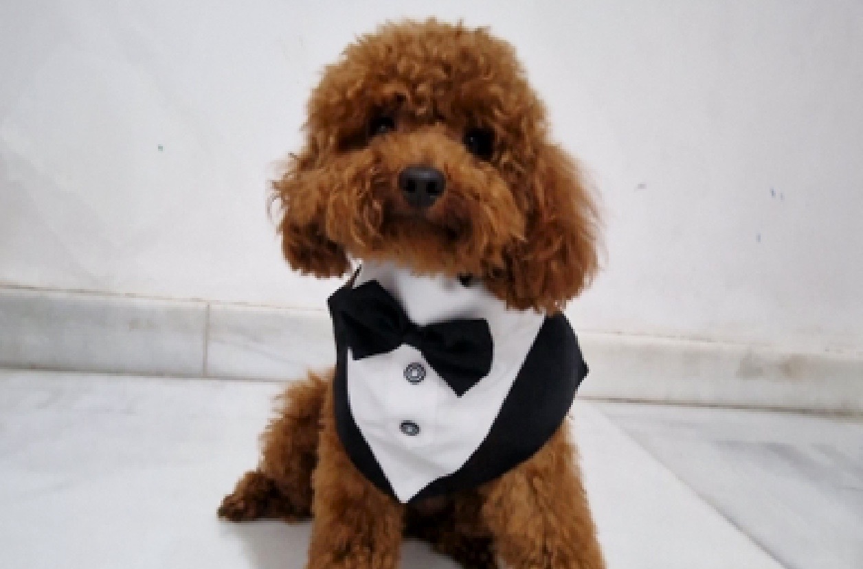 Caniche de color marrón con esmoquín