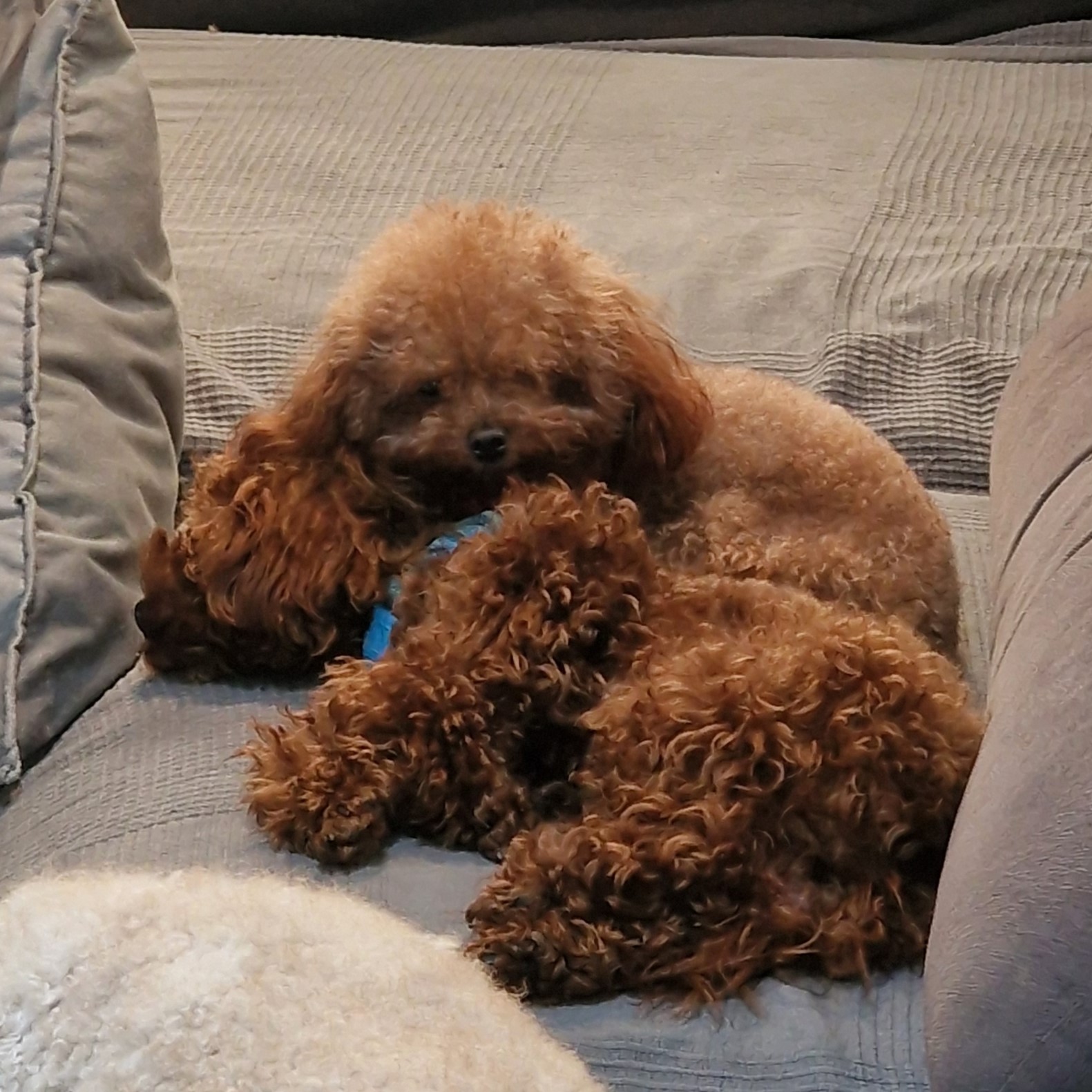 Pareja de caniches de color marrón descansando