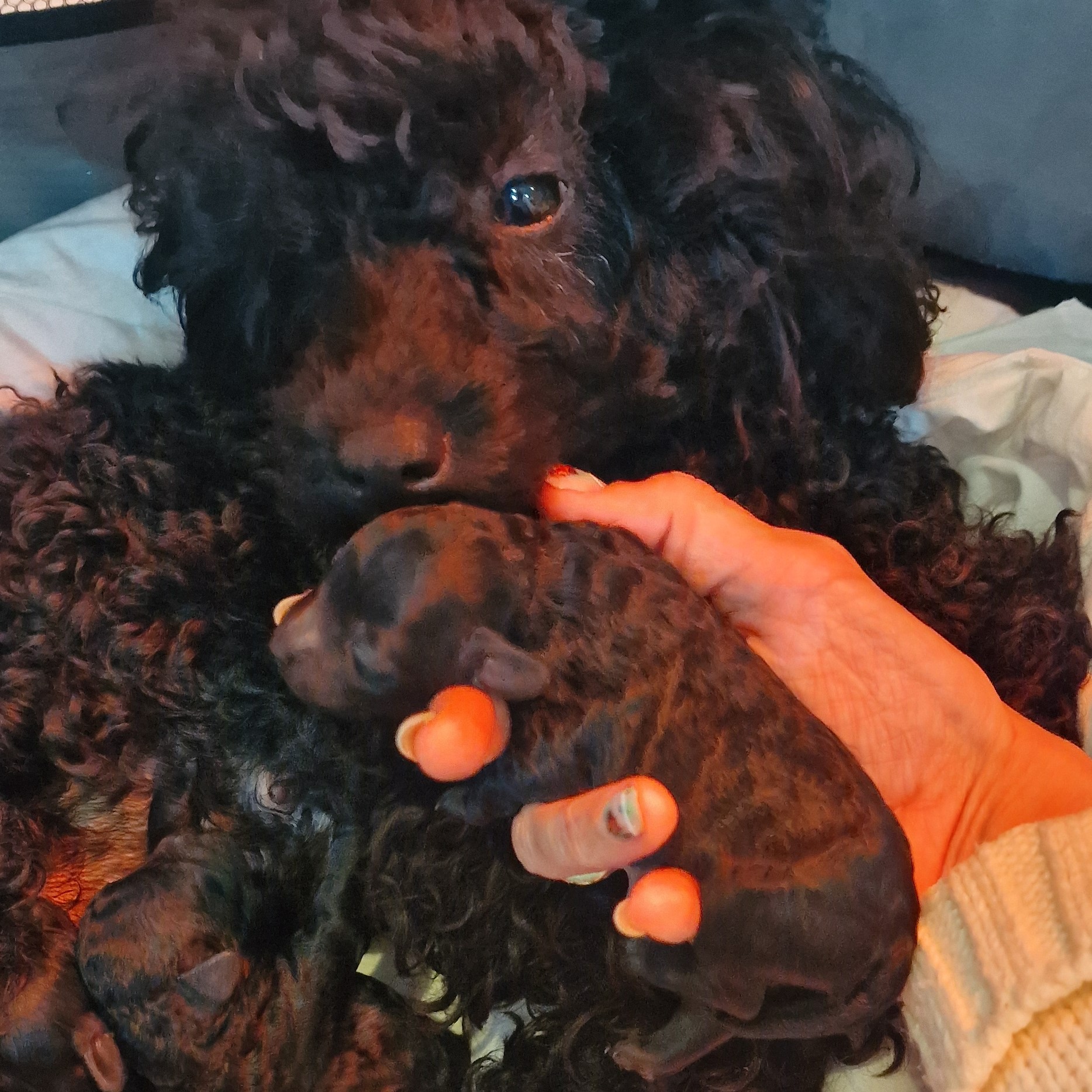 Caniche hembra de color negro junto con sus cachorros