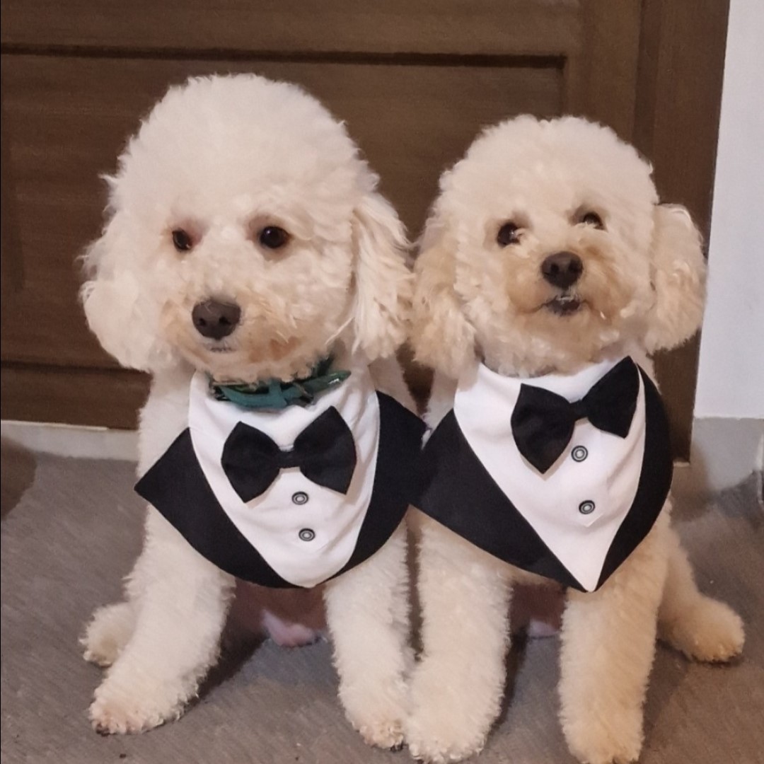 Pareja de caniches sonriendo con esmoquín