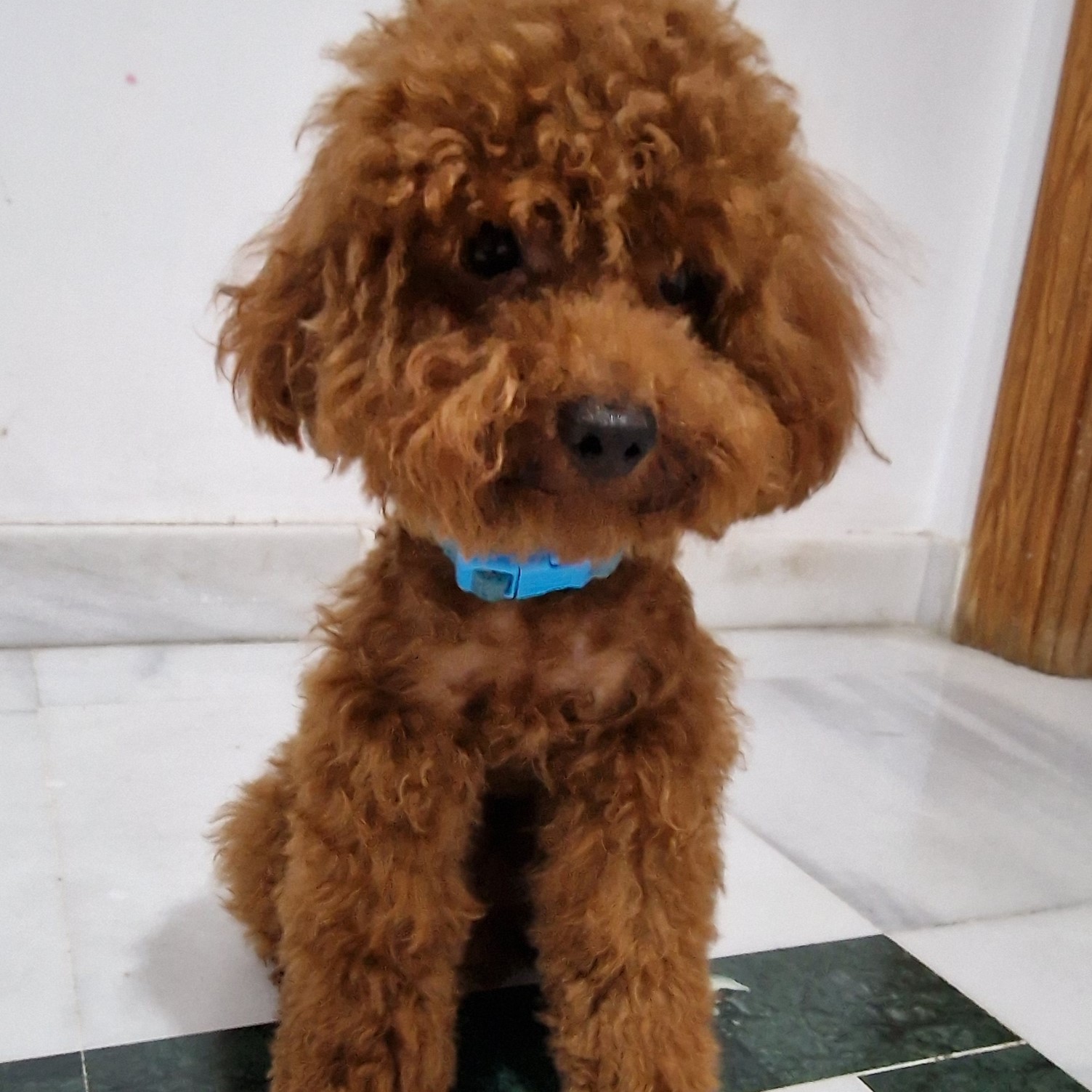 Caniche macho de color marrón