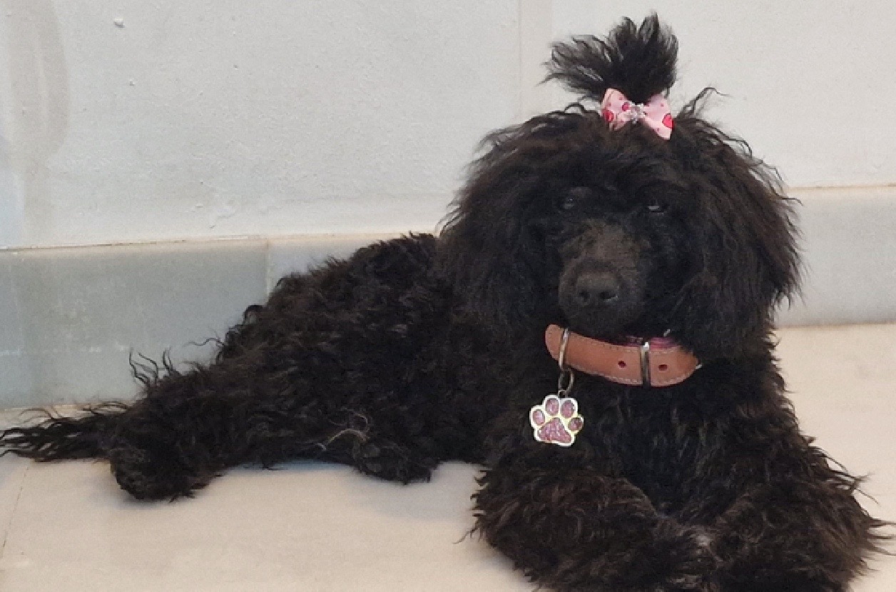 Caniche hembra de color negro con lazo rosa