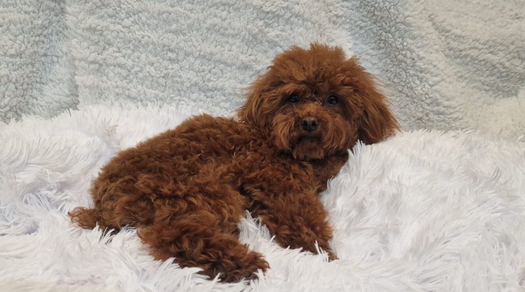 Perro caniche pequeño de color marrón rojizo acostado sobre una manta blanca de felpa. Su pelaje es rizado y esponjoso, con una expresión tranquila y atenta mientras mira directamente a la cámara. El fondo es una manta gris de textura similar.