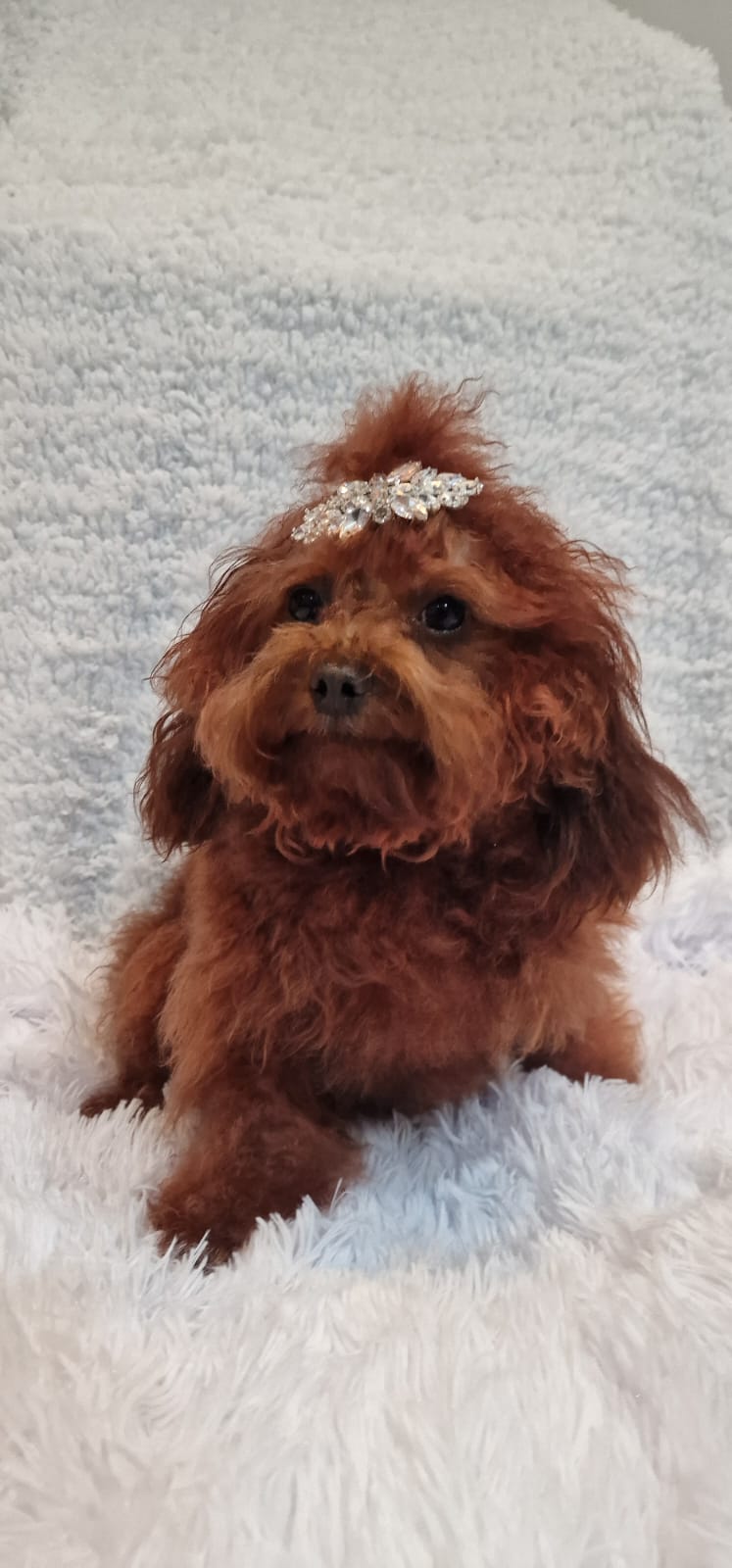 Pequeño perro caniche de pelaje rizado y color marrón rojizo, sentado sobre una manta blanca de textura suave. Lleva un adorno brillante con forma de hojas en la cabeza, resaltando su expresión curiosa y tierna.