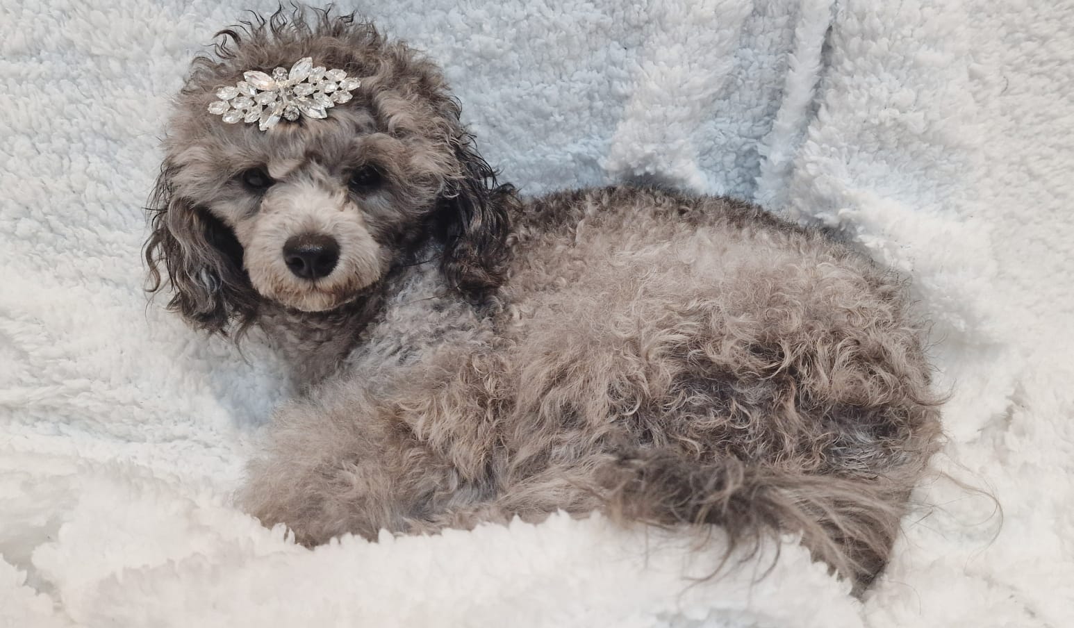 Caniche hembra gris con hebilla en la cabeza recostado en alfombra